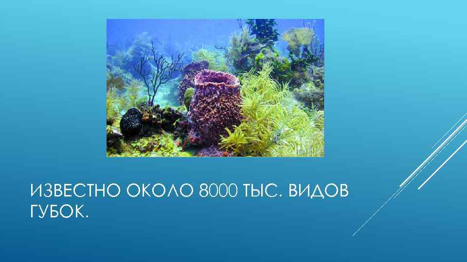 ИЗВЕСТНО ОКОЛО 8000 ТЫС. ВИДОВ ГУБОК. 