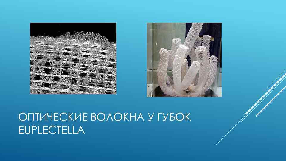 ОПТИЧЕСКИЕ ВОЛОКНА У ГУБОК EUPLECTELLA 