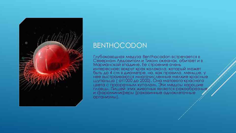 BENTHOCODON Глубоководная медуза Benthocodon встречается в Северном Ледовитом и Тихом океанах, обитает и в