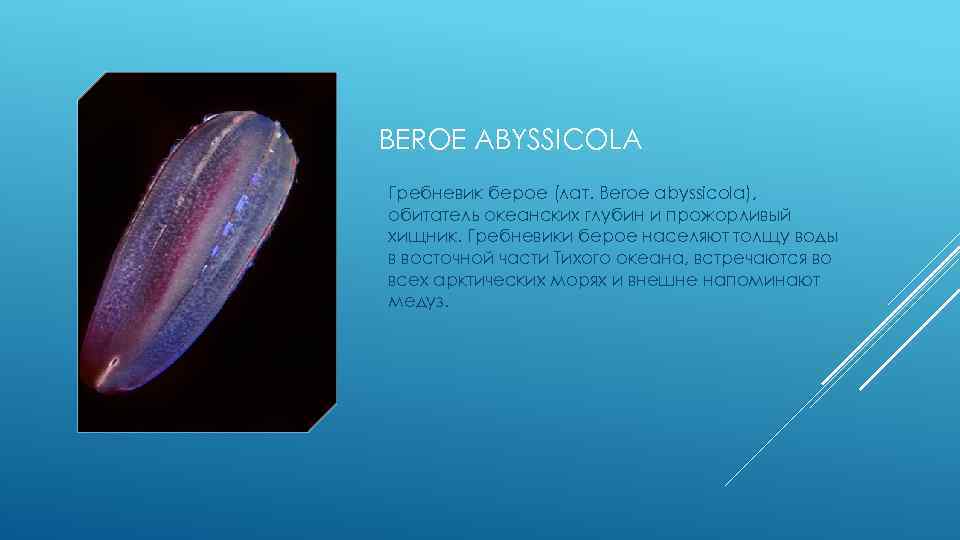 BEROE ABYSSICOLA Гребневик берое (лат. Beroe abyssicola), обитатель океанских глубин и прожорливый хищник. Гребневики