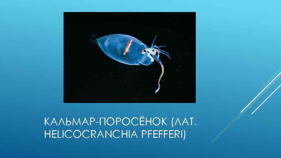 КАЛЬМАР-ПОРОСЁНОК (ЛАТ. HELICOCRANCHIA PFEFFERI) 