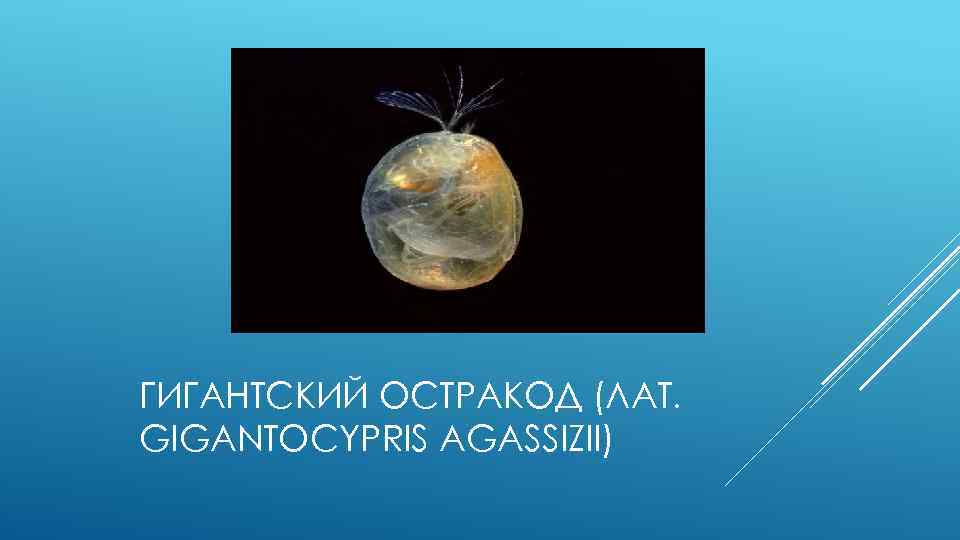 ГИГАНТСКИЙ ОСТРАКОД (ЛАТ. GIGANTOCYPRIS AGASSIZII) 