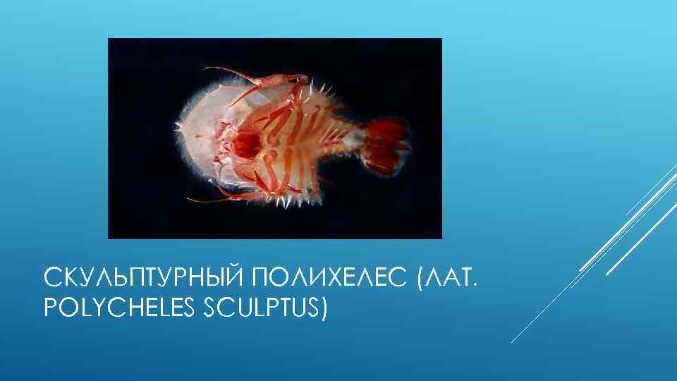 СКУЛЬПТУРНЫЙ ПОЛИХЕЛЕС (ЛАТ. POLYCHELES SCULPTUS) 