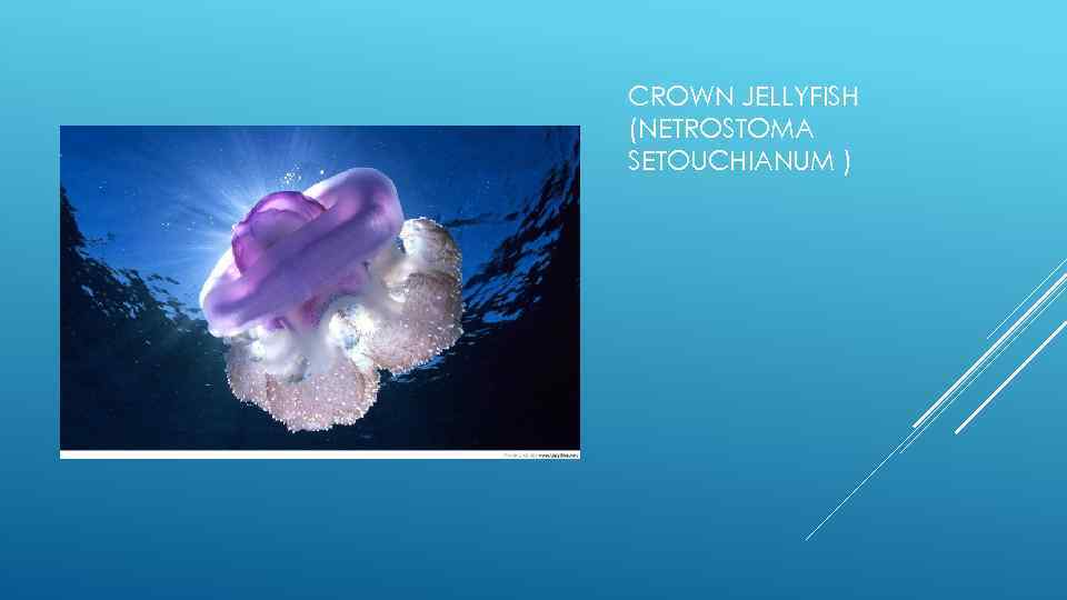 CROWN JELLYFISH (NETROSTOMA SETOUCHIANUM ) 