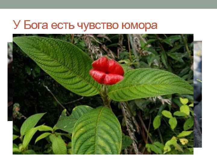 У Бога есть чувство юмора 