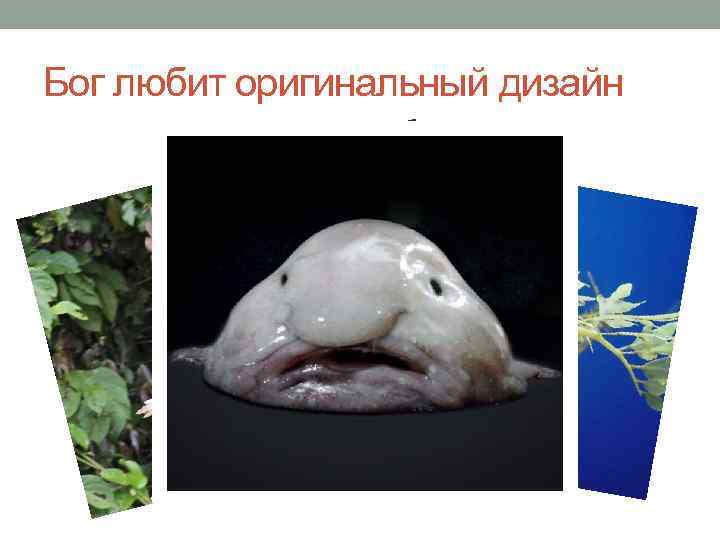 Бог любит оригинальный дизайн 