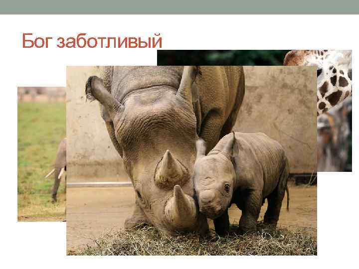 Бог заботливый 