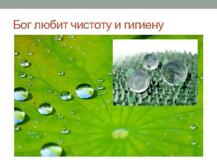 Бог любит чистоту и гигиену 