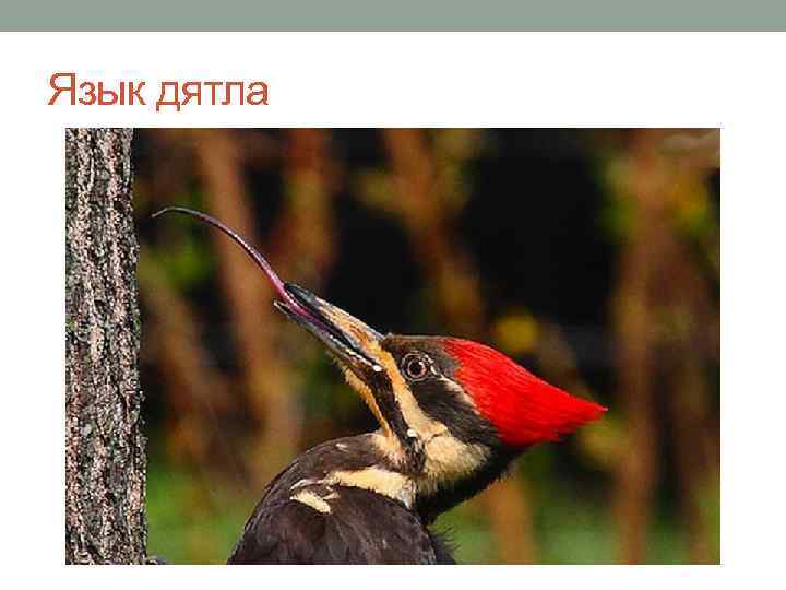 Язык дятла 