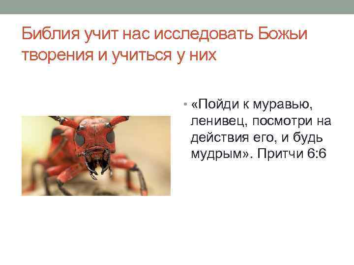 Библия учит нас исследовать Божьи творения и учиться у них • «Пойди к муравью,