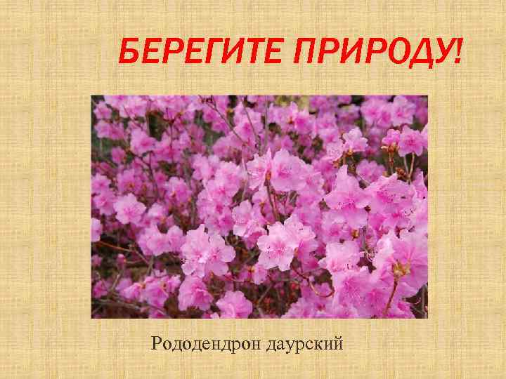 БЕРЕГИТЕ ПРИРОДУ! Рододендрон даурский 