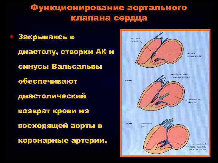 Аорта створки аортального клапана уплотнены. Пороки клапанного аппарата сердца. Аортальный клапан синус Вальсальвы. Аортальный клапан створки уплотнены. Амплитуда раскрытия аортального клапана.