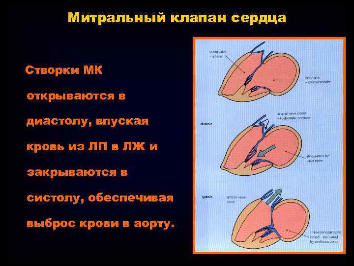 Митральный клапан сердца Створки МК открываются в диастолу, впуская кровь из ЛП в ЛЖ