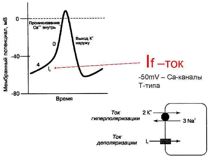 If –ток -50 m. V – Са-каналы Т-типа 