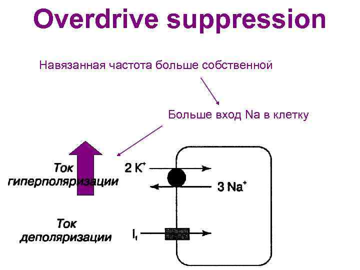 Overdrive suppression Навязанная частота больше собственной Больше вход Na в клетку 