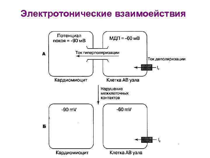 Электротонические взаимоействия 