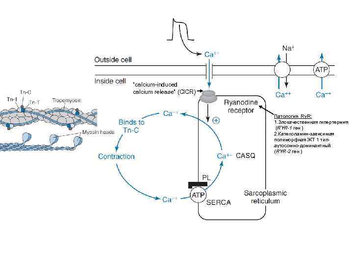 “calcium-induced calcium release” (CICR) CASQ Патология Ry. R: 1. Злокачественная гипертермия (RYR-1 ген )