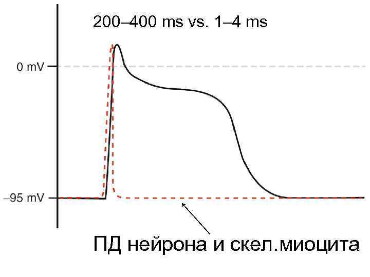 200– 400 ms vs. 1– 4 ms ПД нейрона и скел. миоцита 