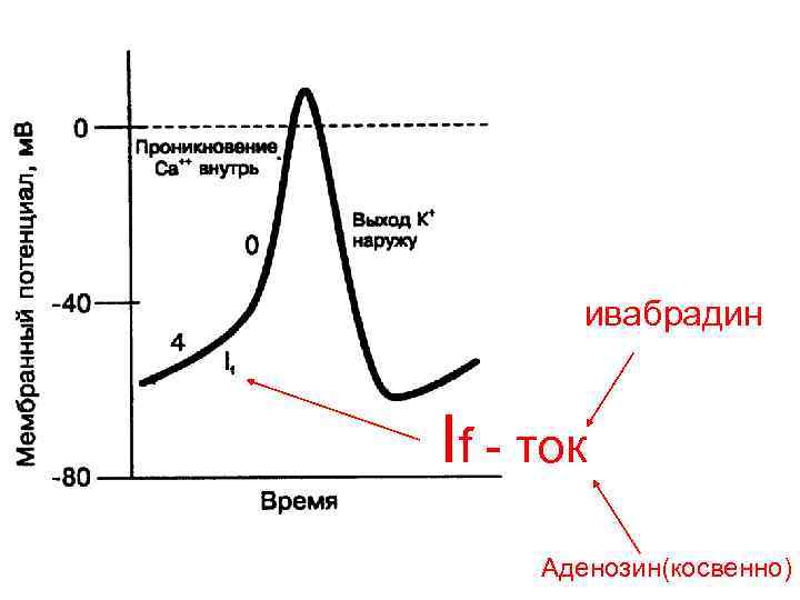 ивабрадин If - ток Аденозин(косвенно) 