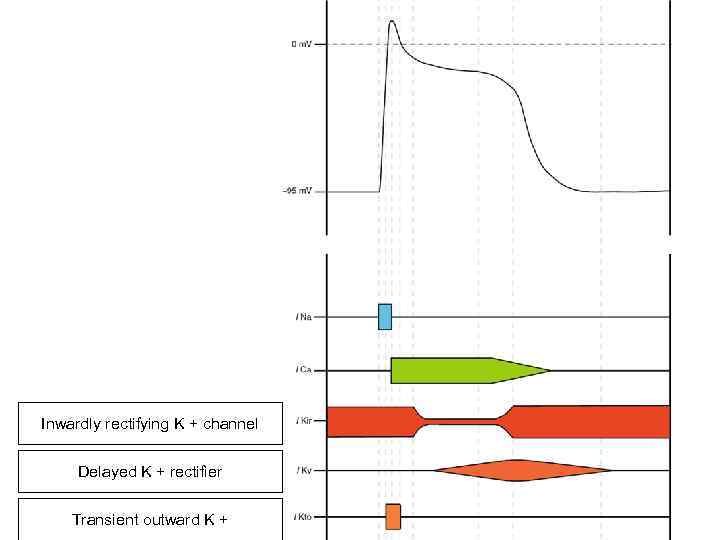 Inwardly rectifying K + channel Delayed K + rectifier Transient outward K + 