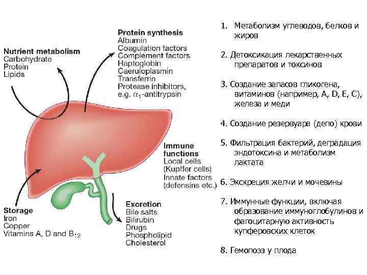 1. Метаболизм углеводов, белков и жиров 2. Детоксикация лекарственных препаратов и токсинов 3. Создание
