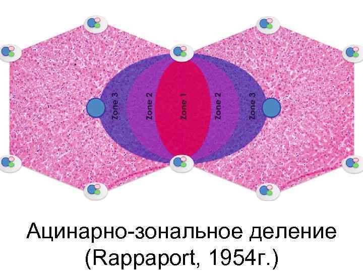 Ацинарно-зональное деление (Rappaport, 1954 г. ) 