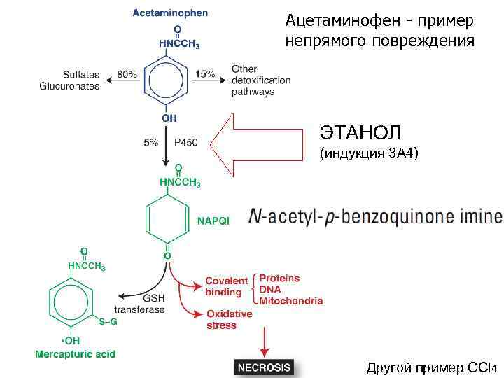 Ацетаминофен - пример непрямого повреждения ЭТАНОЛ (индукция 3 А 4) Другой пример CCl 4