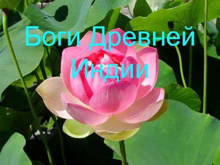 Боги Древней Индии 