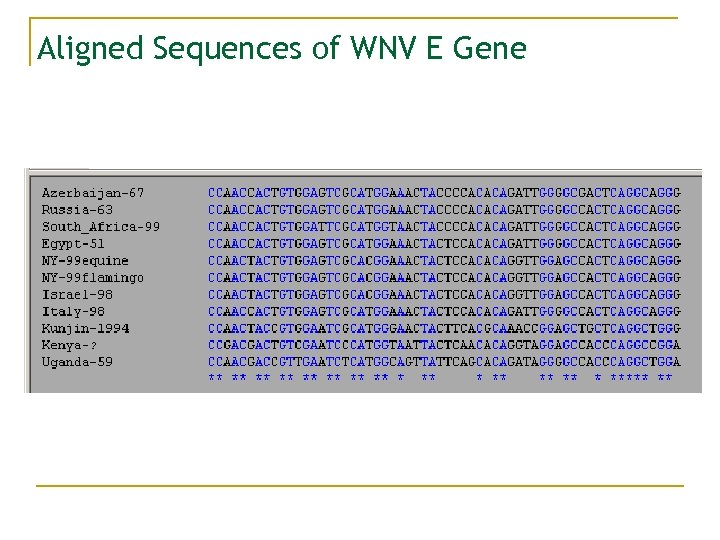 Aligned Sequences of WNV E Gene 