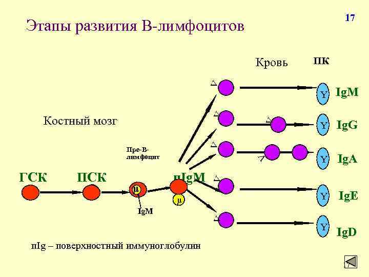 Онтогенез лимфоцитов схема