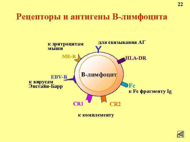 B рецептор. Строение рецептора b лимфоцита. В рецепторов имеются на поверхности в-лимфоцитов. Рецепторы в лимфоцитов иммунология. CD рецепторы b лимфоцитов.