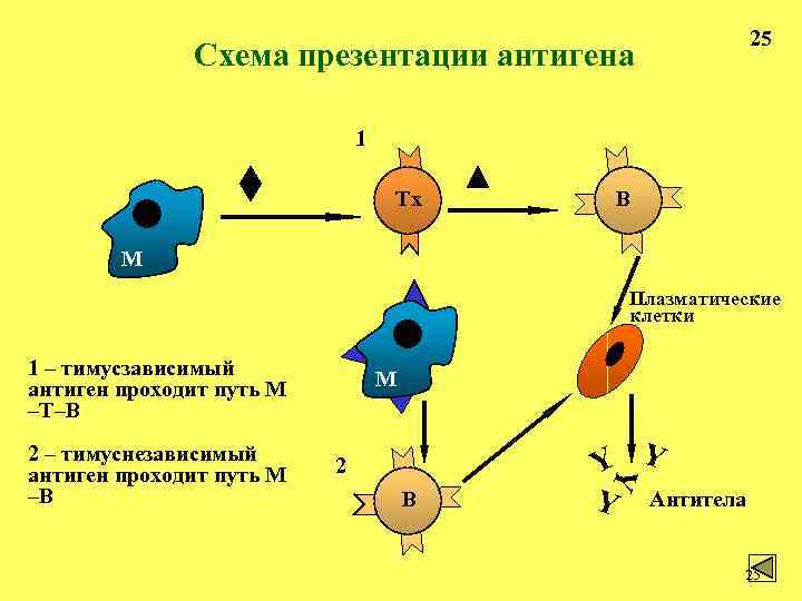 Иммунный ответ организма