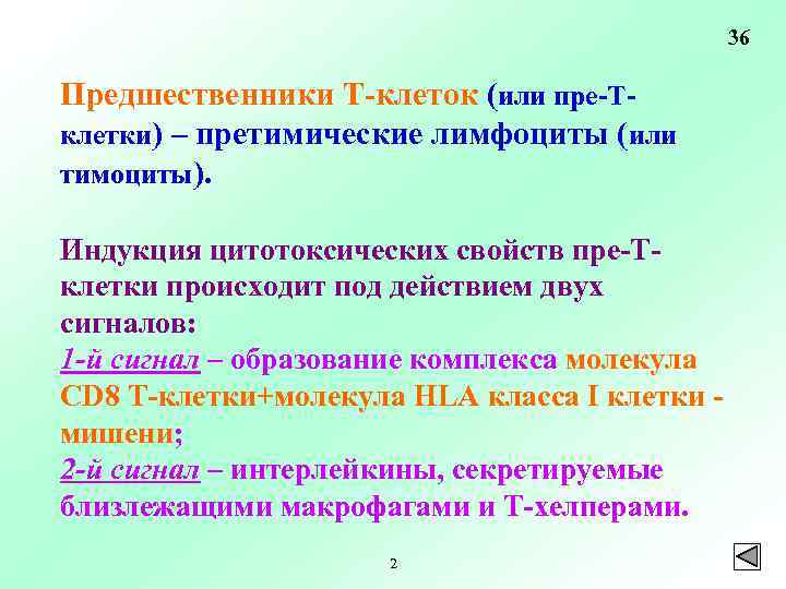 36 Предшественники Т-клеток (или пре-Тклетки) – претимические лимфоциты (или тимоциты). Индукция цитотоксических свойств пре-Тклетки