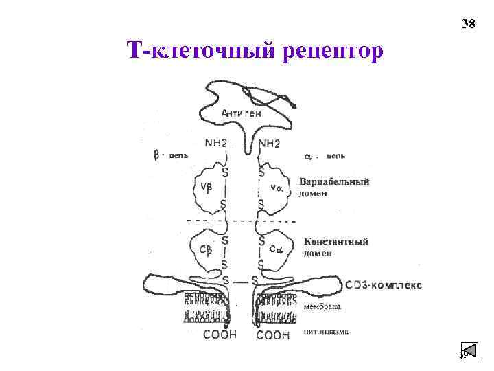 Рецептор клетки. Строение b клеточного рецептора. Т клеточный Рецептор строение иммунология. Структура t клеточного рецептора. Структура т-клеточного рецептора (TCR)..