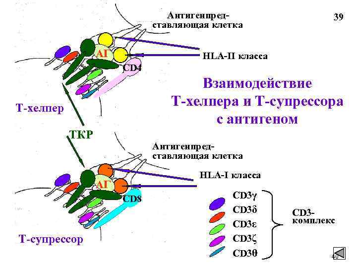 Антигенпредставляющая клетка АГ 39 HLA-II класса СD 4 Взаимодействие Т-хелпера и Т-супрессора с антигеном