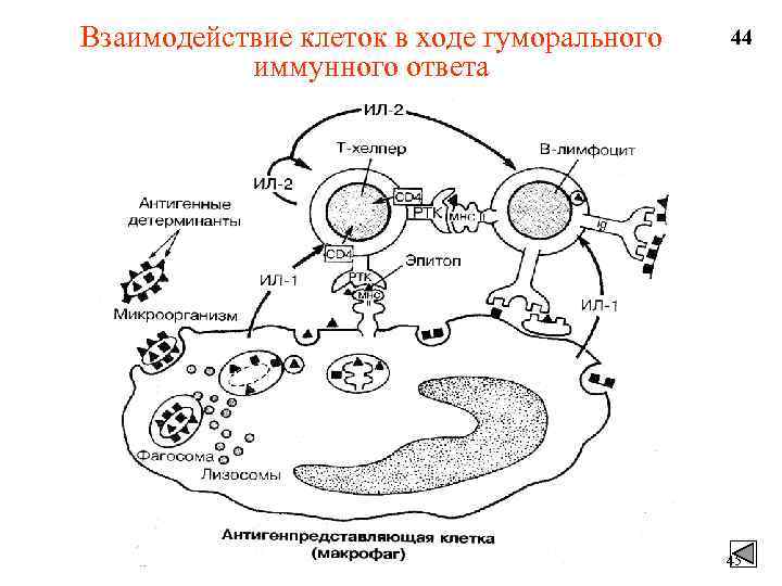 Схема кооперации клеток при формировании гуморального иммунного ответа