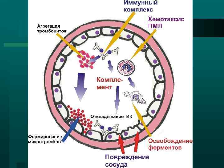 Иммун комплекс