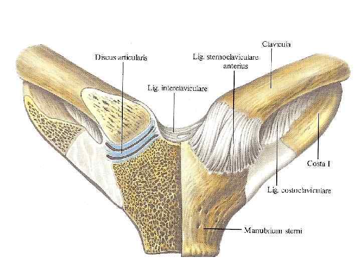 Суставной диск. Связки грудино-ключичного сустава. Строение грудино ключичного сустава. Грудино ключичный сустав стро. Грудино-ключичный сустав анатомия связки.