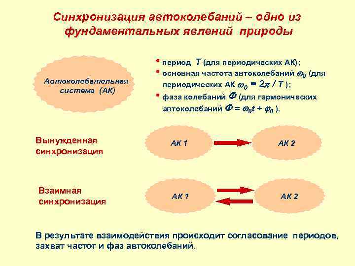 Синхронизация автоколебаний – одно из фундаментальных явлений природы Автоколебательная система (АК) • период T