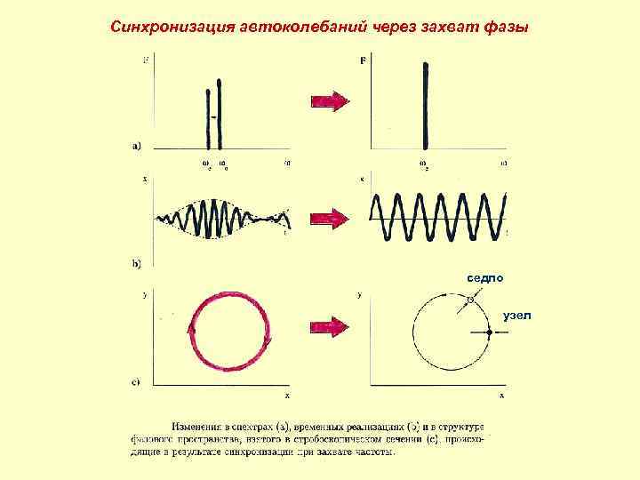 Синхронизация автоколебаний через захват фазы седло узел 