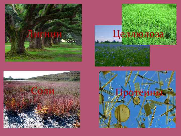Лигнин Целлюлоза Соли Протеины 