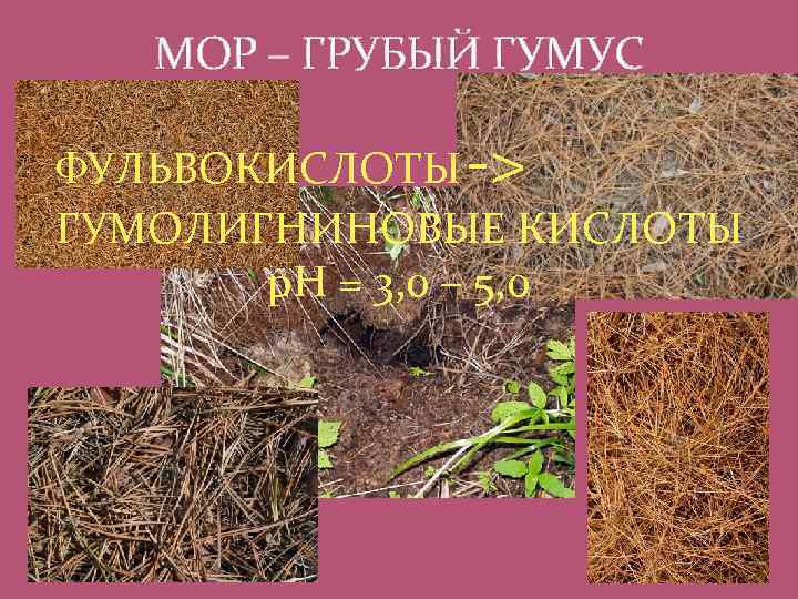 МОР – ГРУБЫЙ ГУМУС ФУЛЬВОКИСЛОТЫ -> ГУМОЛИГНИНОВЫЕ КИСЛОТЫ р. Н = 3, 0 –