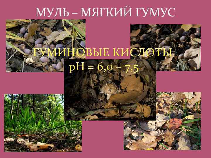 МУЛЬ – МЯГКИЙ ГУМУС ГУМИНОВЫЕ КИСЛОТЫ р. Н = 6, 0 – 7, 5