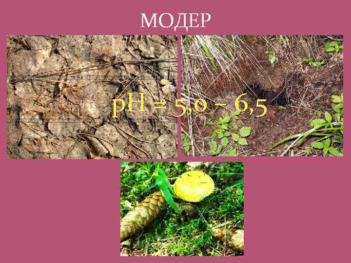 МОДЕР р. Н = 5, 0 – 6, 5 