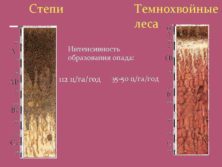 Темнохвойные леса Степи Интенсивность образования опада: 112 ц/га/год 35 -50 ц/га/год 