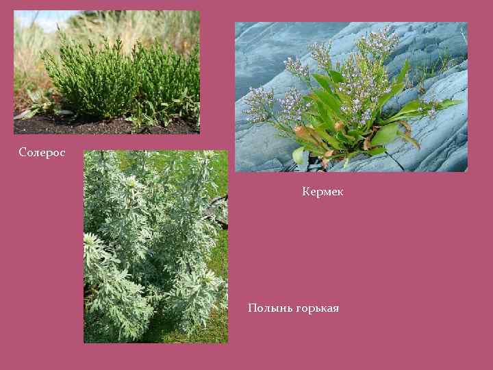 Солерос Кермек Полынь горькая 