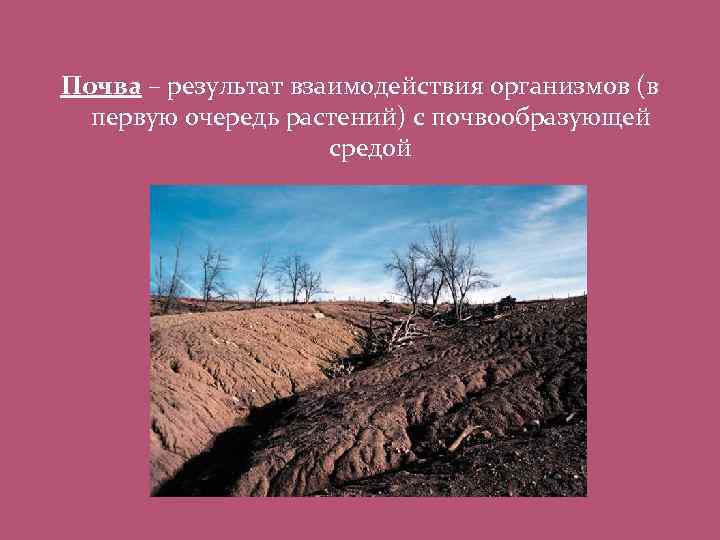 Экология почвы. Иссушение почвы. Влияния почв на растительность