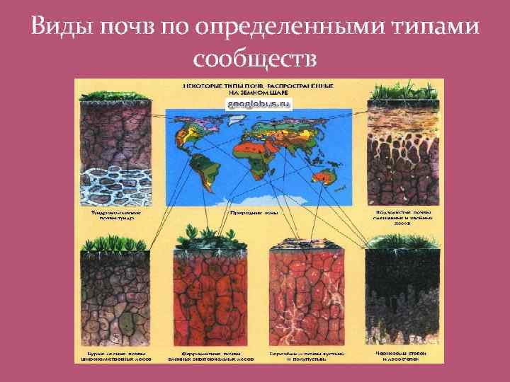 Виды почв по определенными типами сообществ 