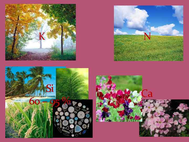 K Si 60 – 95 % N Ca 