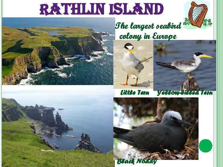 rathlin island The largest seabird colony in Europe Little Tern Black Noddy Yellow-billed Tern